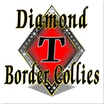 Diamond T Border Collies